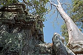 Ta Prohm temple - silk-cotton trees rising over the ruins